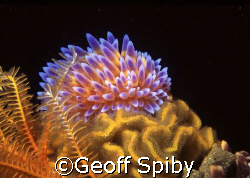 gas flame nudibranch by Geoff Spiby 